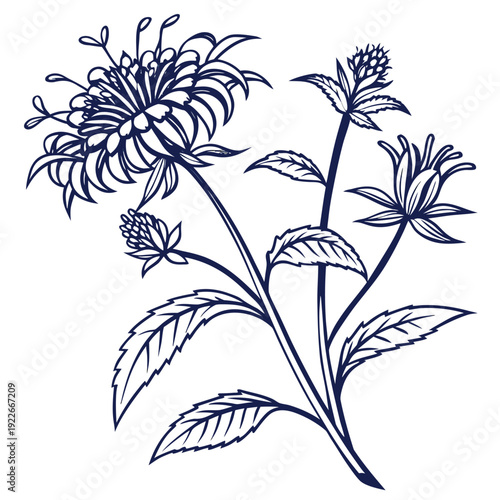 bee balm with leaves