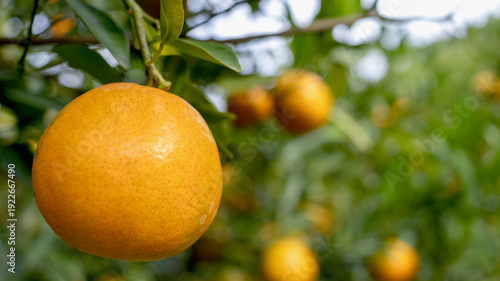 Juicy tasty orange fruits in the tree. Beautiful fresh ripe oranges on tree branches in agricultural garden. Fresh organic orange orchard in farm.