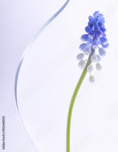 Grape hyacinth flower
