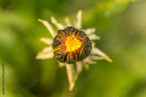 Quadro su tela Macro Top View of Dandelion Bud Starting to Bloom A detailed high-angle macro sh
