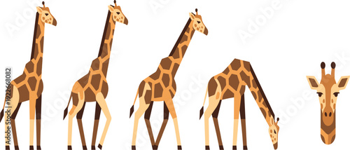 Geometric giraffe poses collection with standing walking grazing and head portrait African wildlife animal flat vector illustration set.