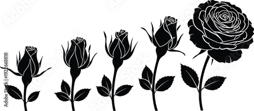 Rose flower growth stages silhouette set showing blooming progression from bud to full blossom, botanical floral illustration isolated on white backgroundRose flower growth 