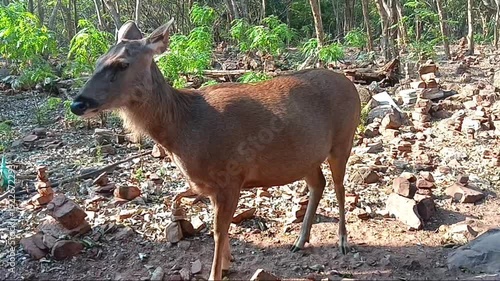 Wild Sambar Deer Standing in Indian Forest Natural Wildlife Habitat