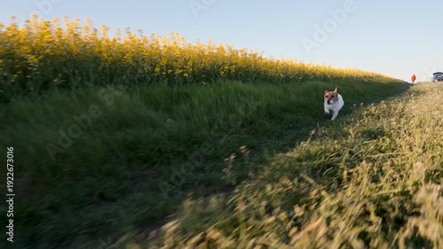 Energetic dog Jack Russell Terrier running fast through green meadow near yellow flower field. Summer sunset light. Action shot of a happy dog in nature. Pet fitness and outdoor activity concept.
