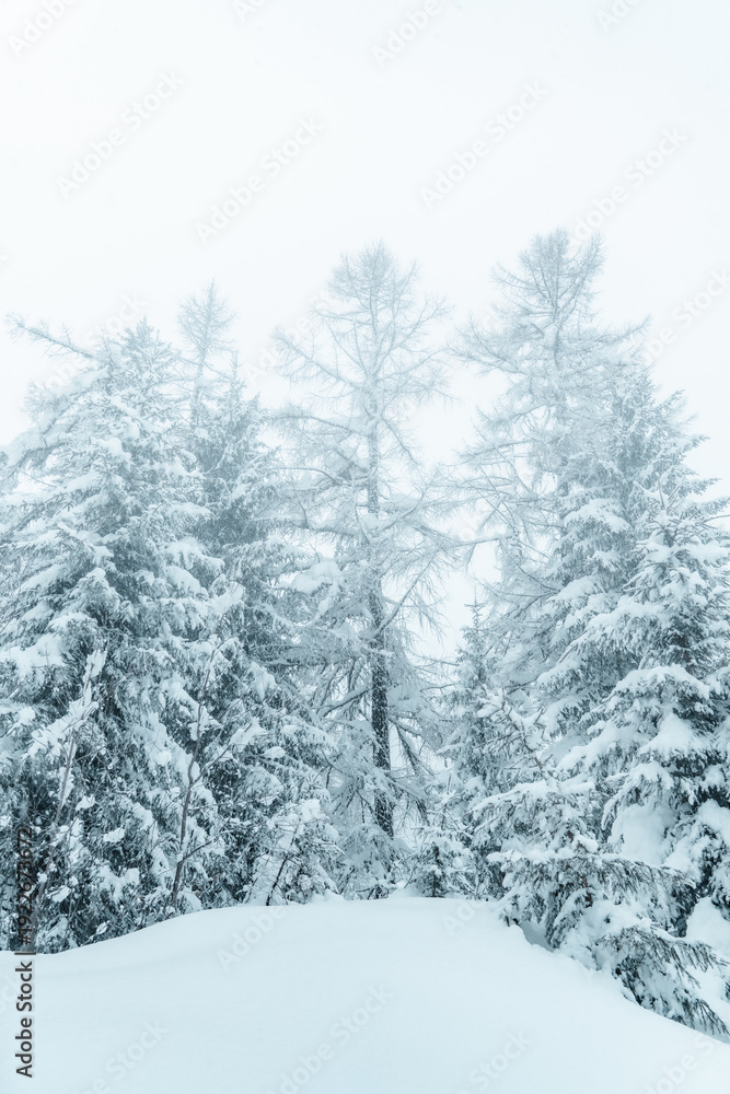 Fototapeta premium Snow Covered Pine Trees In A Winter Forest With Fresh Snow Blanket