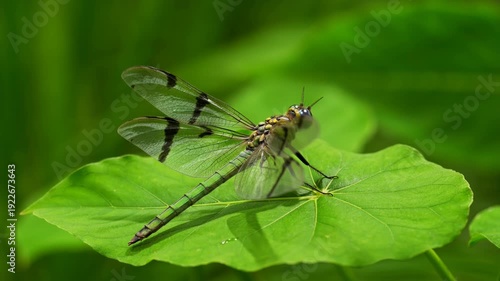 Close up view of a dragonfly resting on a green leaf