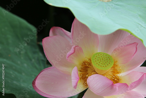 Tableau sur toile Close-up of a pink lotus flower blooming in Shinobazu Pond, Ueno Park, Tokyo, Japan