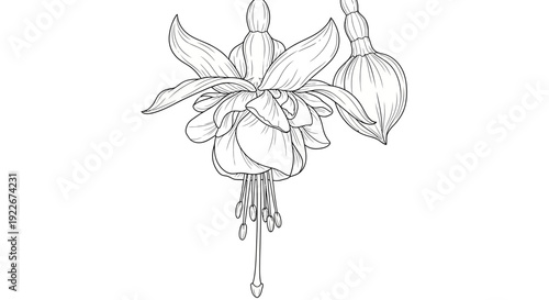 Elegant fuchsia flower illustration with detailed petals