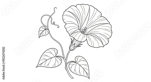 Beautiful morning glory flower in bloom with leaves