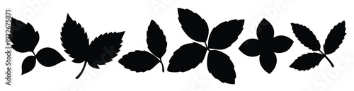 basil leaves silhouette set flat illustration on white