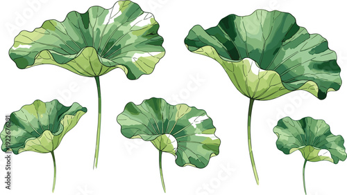 Lotus leaf collection hand drawn aquatic botanical foliage vector illustration set