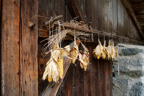 Maiskolben, die zum Trocknen mit Schnüren am Tor einer alten Scheune aufgehängt sind, mit einem Bündel von Kornähren hinter einer Holzstange