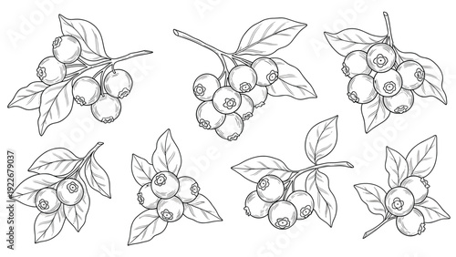Detailed sketches of blueberry clusters on branches with leaves for organic fruit and healthy antioxidant themed designs.