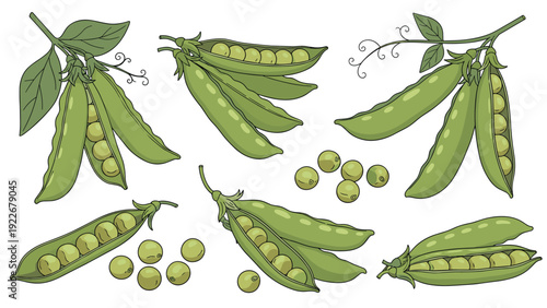 Illustrations of fresh green peas in open and closed pods with delicate leaves and tendrils for healthy vegetable themes.