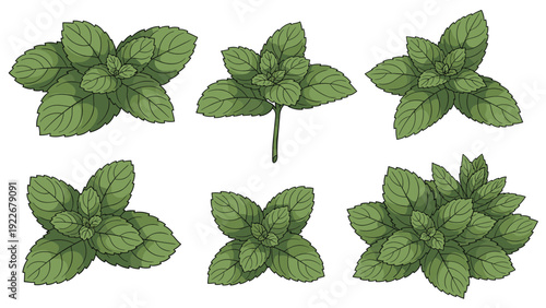 Fresh green mint leaf sprigs and bunches for culinary herb and refreshing flavor themed illustration projects.