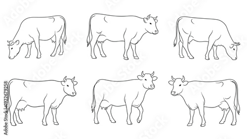 Various poses of domestic cows are shown in simple black and white line art drawings on a clean white background.