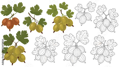 Collection of gooseberry sketches includes full color illustrations and black and white line art of berries on branches with leaves.
