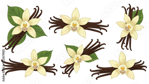 Elegant colorful illustrations of vanilla orchid flowers and dried beans are arranged in several beautiful compositions.