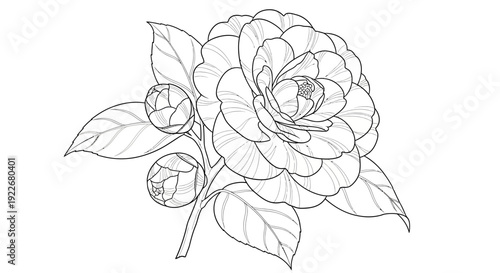 Elegant camellia flower illustration with buds and leaves