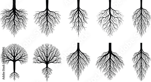 Tree root system collection detailed botanical underground roots vector illustration set