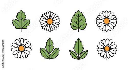 Daisy leaf Line art soft color vector design