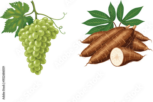 Green grape bunch and cassava roots with leaves, fresh fruit and tropical crop illustration for agriculture, food ingredients, and natural nutrition concepts
