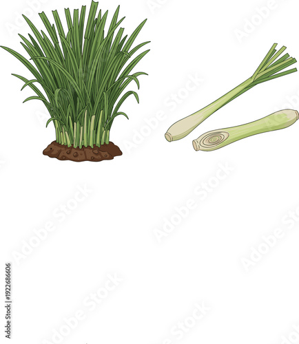 Lemongrass plant and stalks with roots, fresh aromatic herb used in cooking and herbal medicine, detailed botanical vector illustration isolated on white