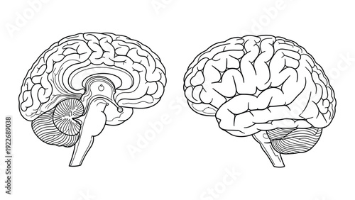 Detailed anatomical diagrams of the human brain from side and cross section views in black and white line art.