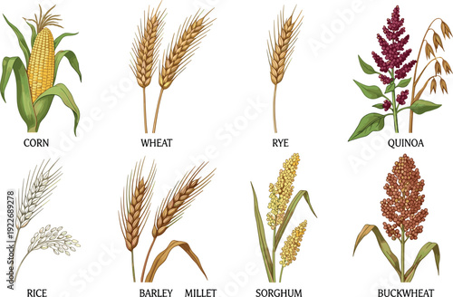 Cereal crops vector illustration set. Corn, wheat, rye, rice, barley, millet, sorghum, buckwheat and quinoa. Hand drawn agricultural grain collection.