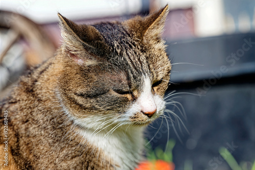 A cat enjoying the sunshine in the garden.