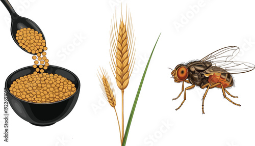 Agriculture and food science concept with grain seeds in bowl, wheat plant, and fly insect, detailed vector illustration for farming and research themes