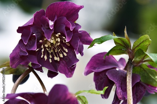 Kwitnący na śniegu ciemiernik (Helleborus x hybridus, Double Ellen purple) o ciemnych fioletowych płatkach kwiatów