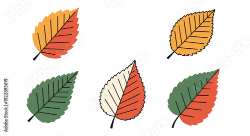 Elm leaf Line art clean elegant color illustration