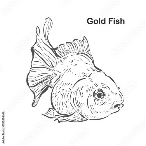 Illustration hand drawn Sketch Gold Fish, on white background, outline monochrome ink style for artwork, logo, packaging vector.