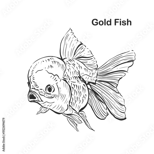 Illustration hand drawn Sketch Gold Fish, on white background, outline monochrome ink style for artwork, logo, packaging vector.