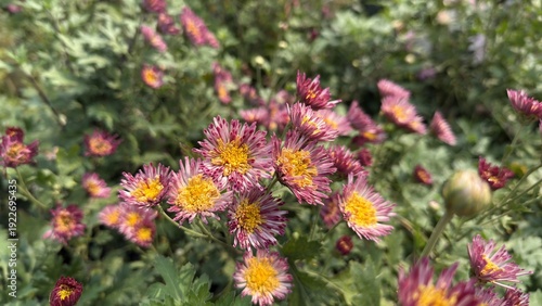 Bicolored Chrysanthemum Flowers With Yellow Centers in Field