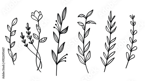 Botanical Plant and Flower Line Art Set Hand Drawn Collection Simple Element. Vector Illustration, great for wedding invitation and cosmetic packaging design.