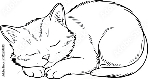 Sleeping Cat Vector Curled-Up Kitten Line Art
