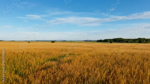 Golden wheat field under blue sky with clouds - 4k video