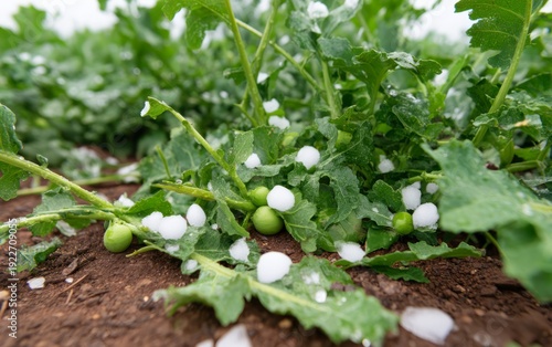 Damaging Ice Pellets on Vegetable Crops in Field