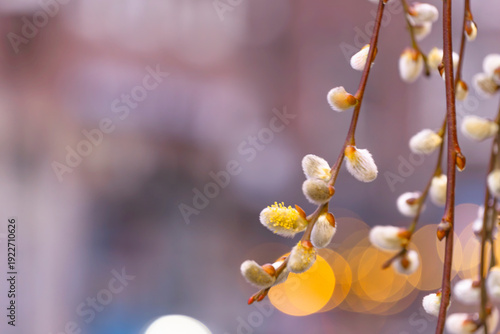 Fotografía Pussy Willow Buds Blooming in Early Spring with Golden Bokeh Background A high-q