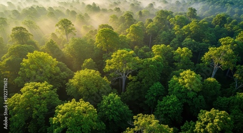 Misty Rainforest Canopy Bathed in Golden Sunlight