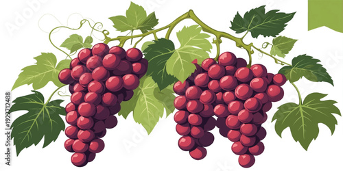 Red Grape Clusters Illustration. Red Grape Clusters with Green Vine Leaves, Stems and Fresh Organic Fruit Botanical Design