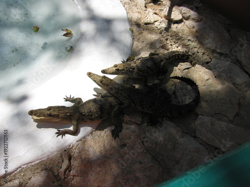 A trio of crocodiles on the bank
