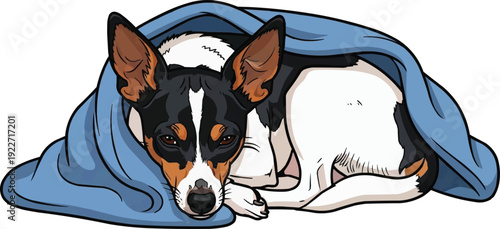 Toy Fox Terrier dog curled up in blanked resting domestic pose