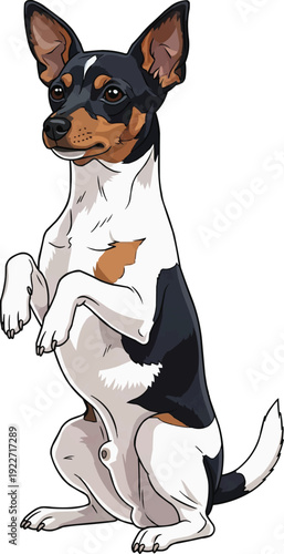 Toy Fox Terrier dog cute begging pose vector illustration