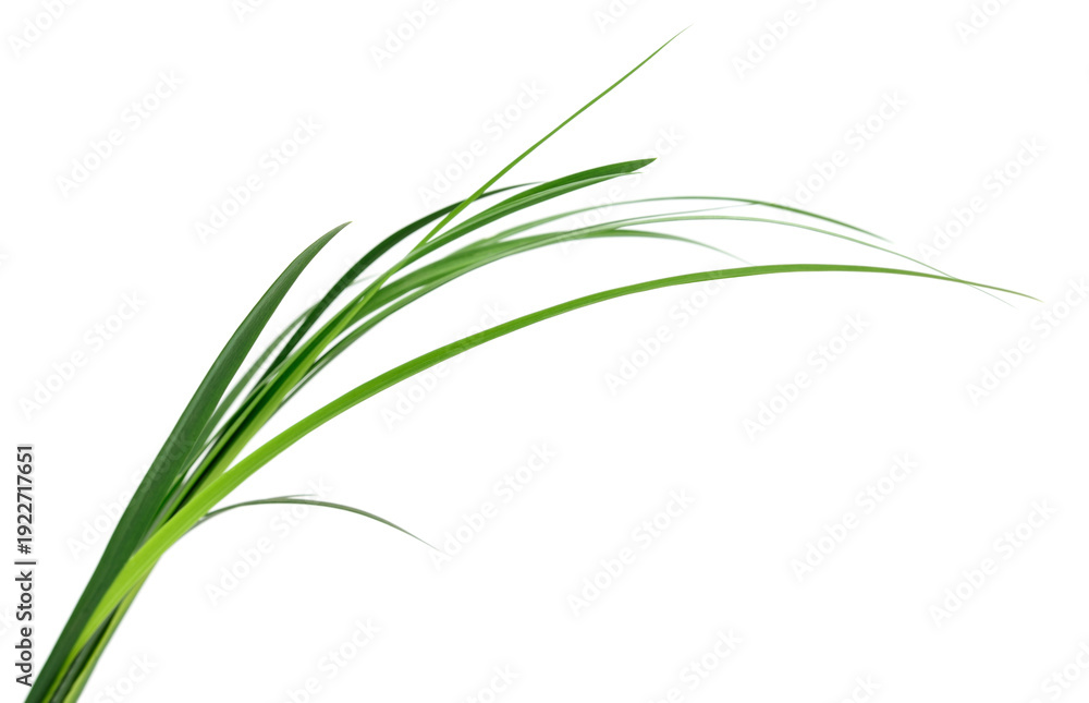 Fototapeta premium Long green grass blades isolated on white background