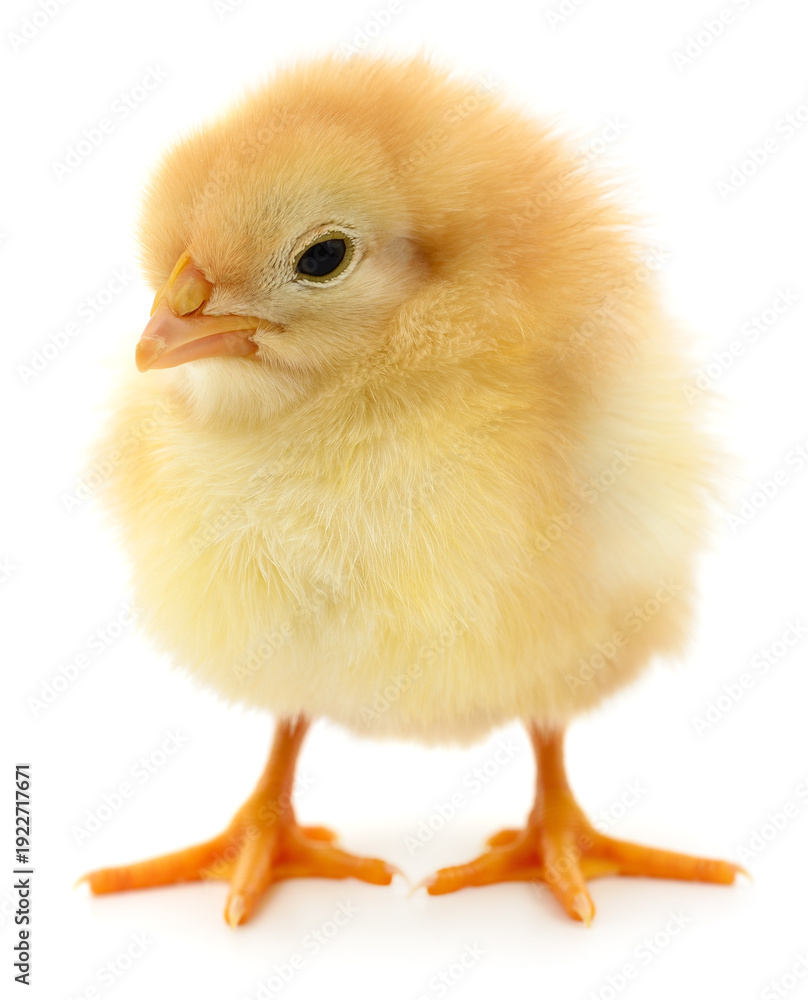 Obraz premium Small yellow chick isolated on white background front view