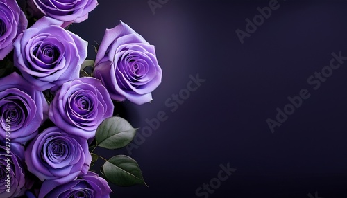 floral banner header with copy space purple roses isolated on dark background natural flowers wallpaper or greeting card
