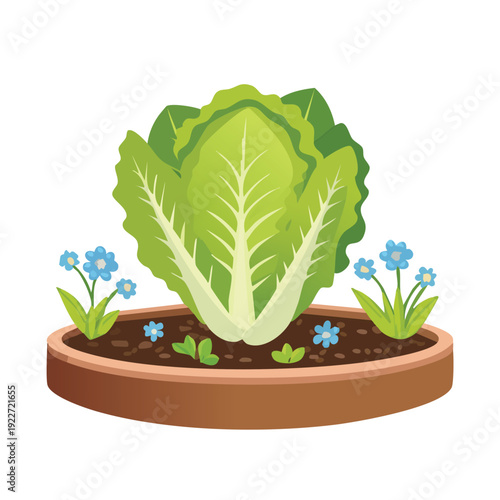 Fresh romaine lettuce growing in a garden pot